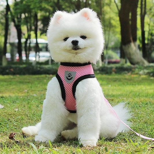 Dog Harness with Seatbelt for Safe Travel | Adjustable Car Set – Beboo RideSafe™